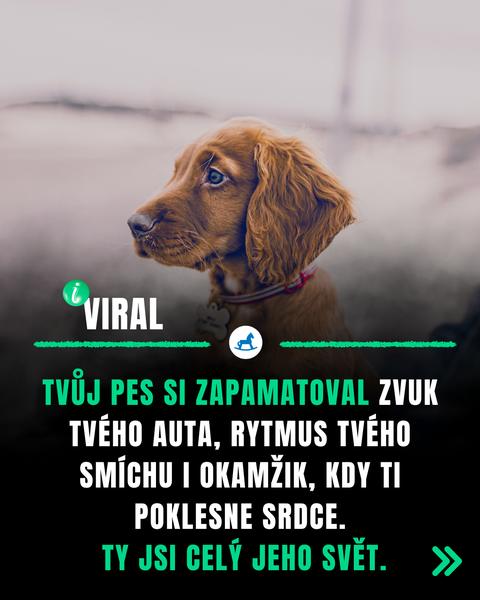 Vnímají psi naši náladu a emoce lépe než lidé?
