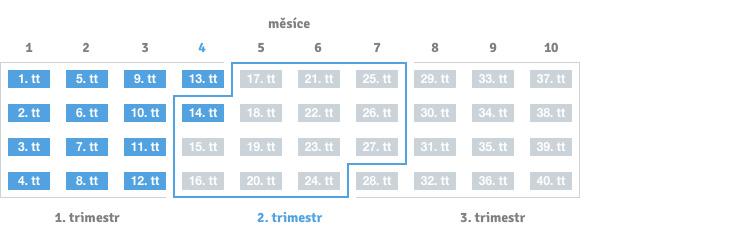 14. týden těhotenství