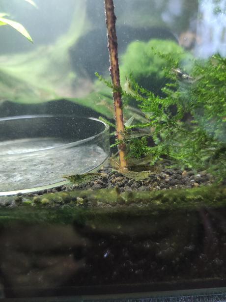 Sladkovodní krevetky neocaridina, 