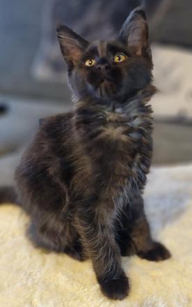 11tu týdenní mainská mývalí kočička s pp - patty,