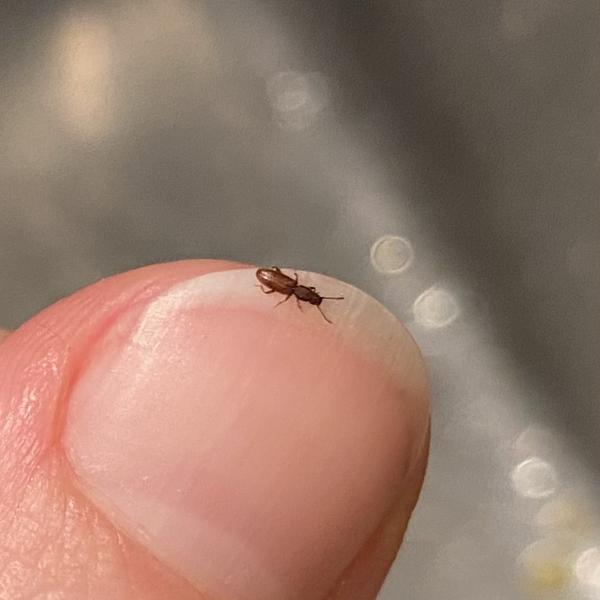 Jak se zbavit škůdců v potravinách?