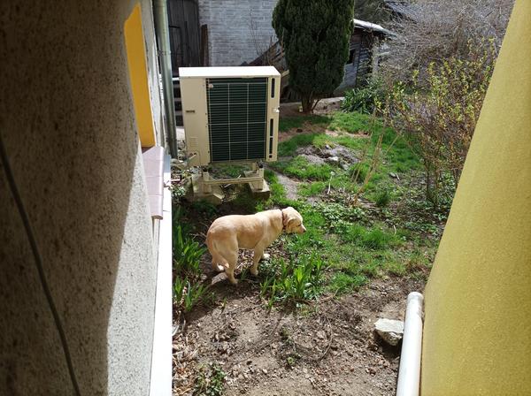 Co dělat s opuštěným psem u sousedů?