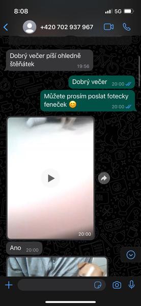 Podvodné nabídky stafordšírského bulteriéra. Jak se nenechat napálit?