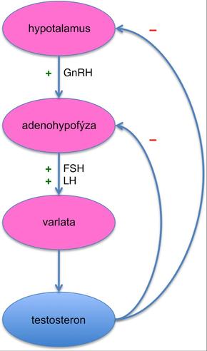 Řízení produkce hormonů