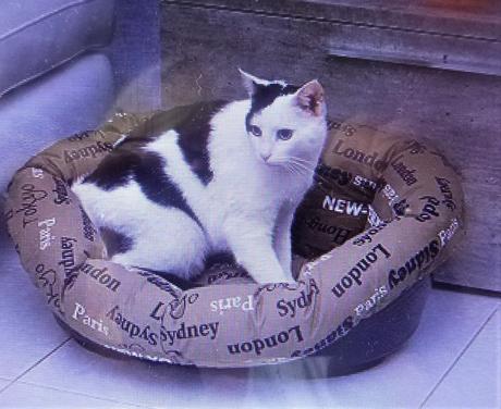 Psí nebo kočičí pelíšek - prací polštář,