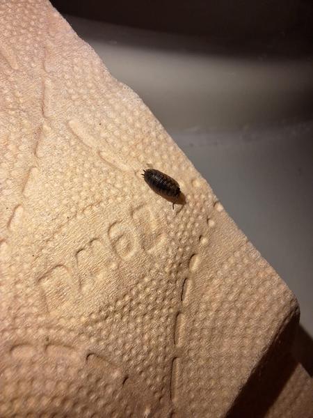 Je to štěnice nebo stínka? Jak to poznat podle fotky?