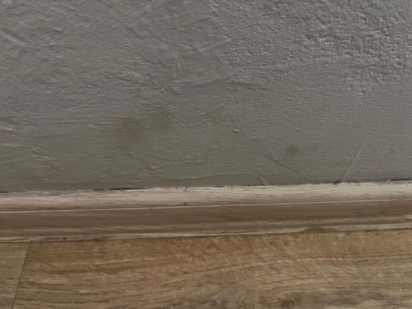 Jak odstranit plíseň za postelí v pronajatém domě?