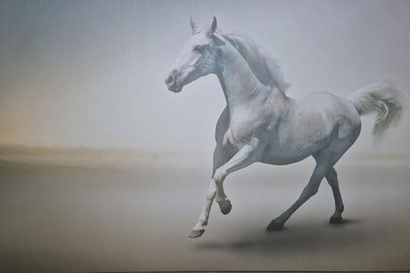 Obraz- plátno s koníkem, 