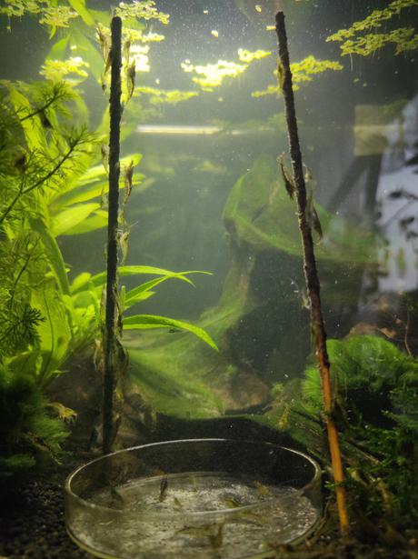 Sladkovodní krevetky neocaridina, 