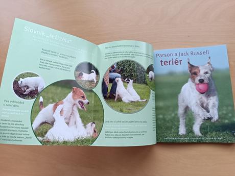 Parson a jack russell terriér - karin wegner, 