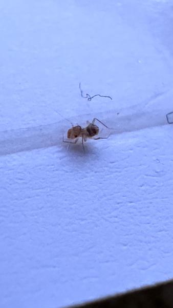 Pisivka nebo štěnice? Jak rozlišit škůdce?