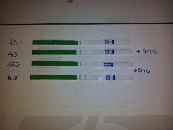 Ovulka ano či ne dle ovu testu?