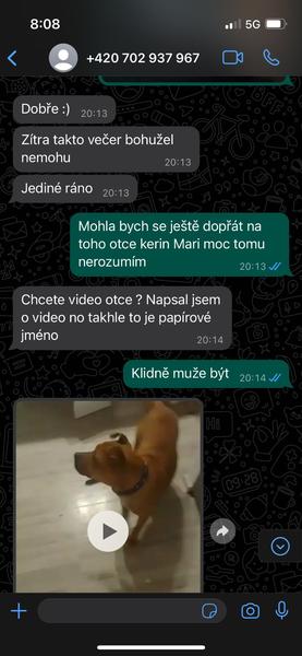 Podvodné nabídky stafordšírského bulteriéra. Jak se nenechat napálit?
