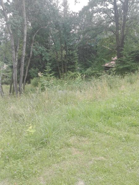 Vysoká tráva u sousedů