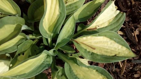 Sazenice hosta gipsy rose, 