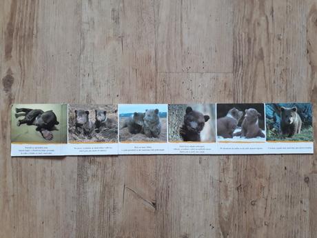 Knížka medvědí rok, 