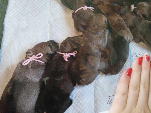 Jaké plemeno je tento pes?