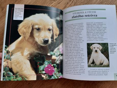 Zlatý retrívr kniha.,