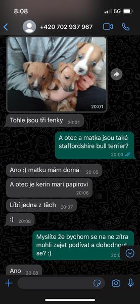 Podvodné nabídky stafordšírského bulteriéra. Jak se nenechat napálit?