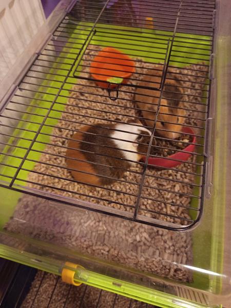 Jak zjistit, zda je vaše morče březí?