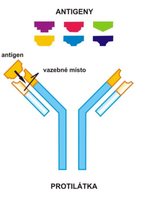 Protilátka a její chemická struktura