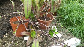 Kalísia voňavá tinktúra -extra silná-60 per. lieh, 