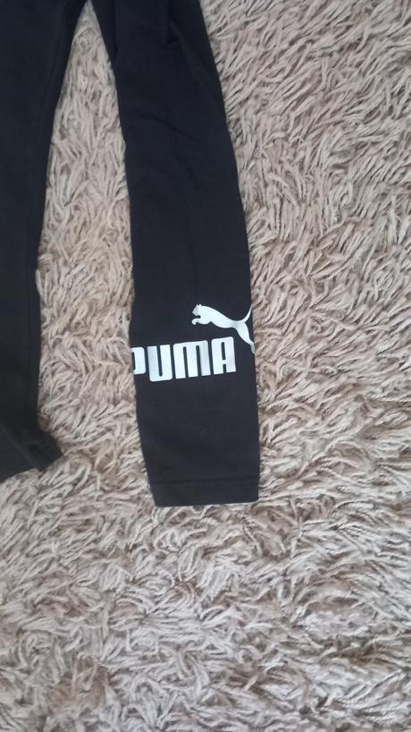 Leginy, puma,134