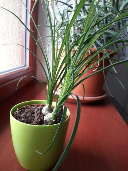 Copak to je za kytičku?