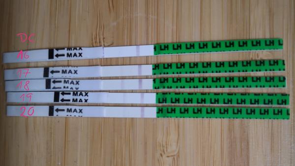 Mohla proběhnout ovulace?