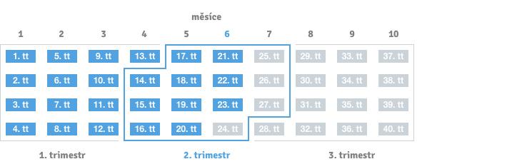 23. týden těhotenství
