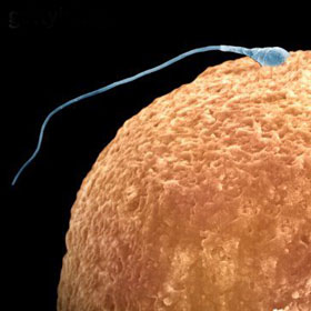 Pronikání spermie do vajíčka