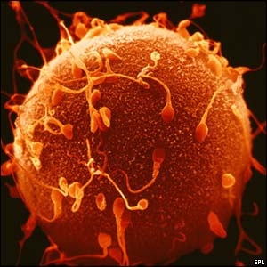 Oplodnování vajíčka